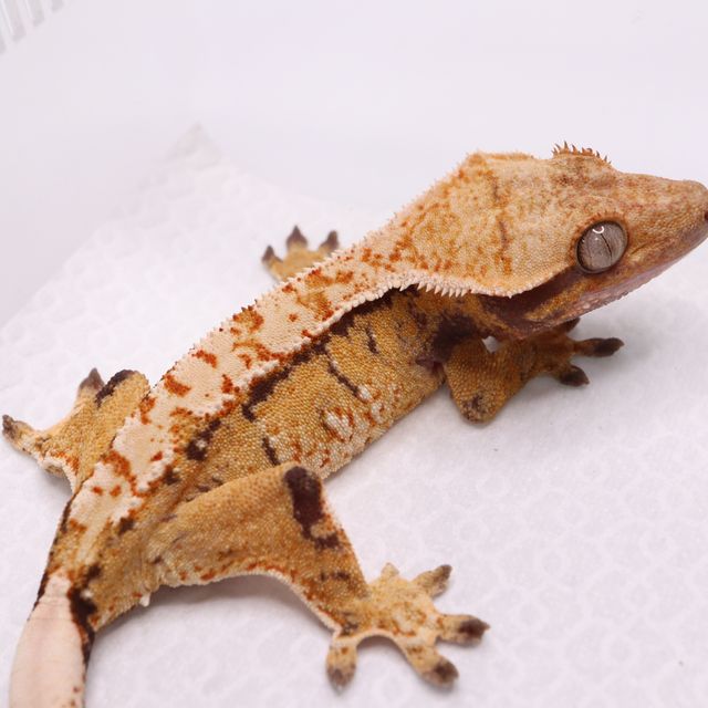 트라이