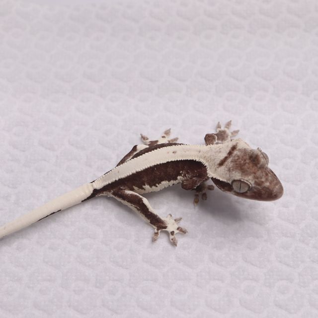 릴잔틱