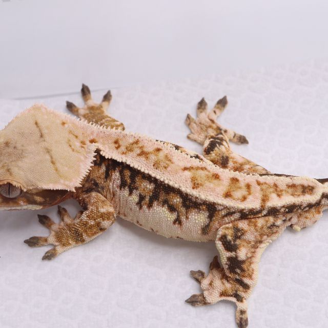 트라이