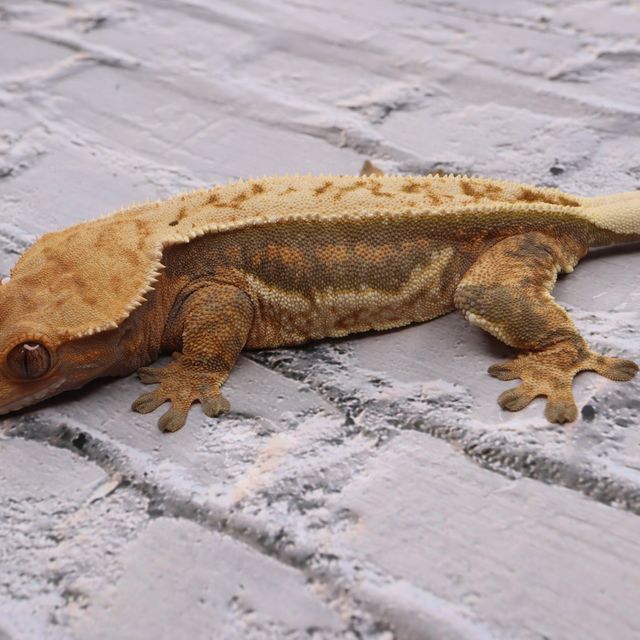 쿼드 풀핀