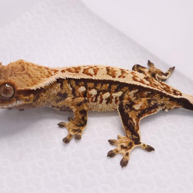 트라이 핀스트라이프 쿼드