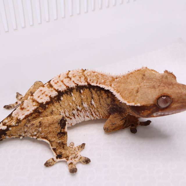 트라이
