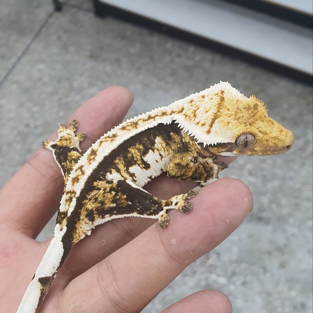 트라이