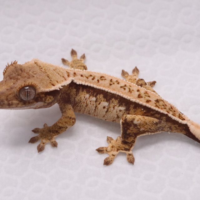 풀핀 핀스트라이프 익스트림할리퀸 트라이