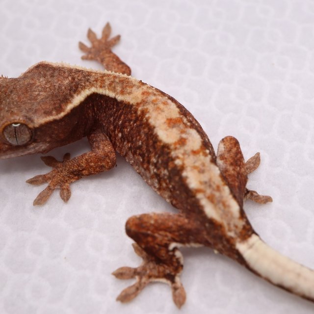 파이드 릴리화이트