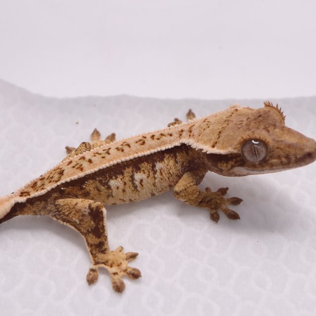 풀핀 핀스트라이프 익스트림할리퀸 트라이