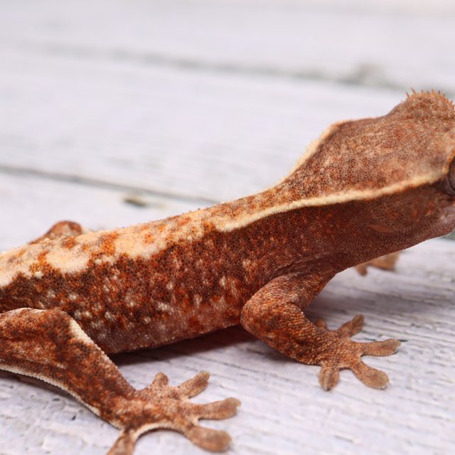 파이드 릴리화이트