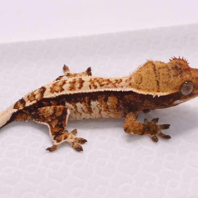 트라이 텐저린 핀스트라이프 익스트림할리퀸