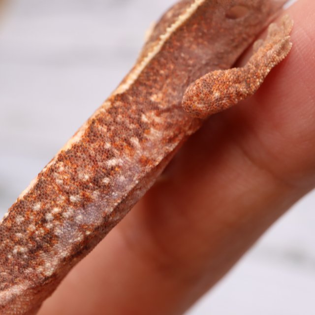 파이드 릴리화이트