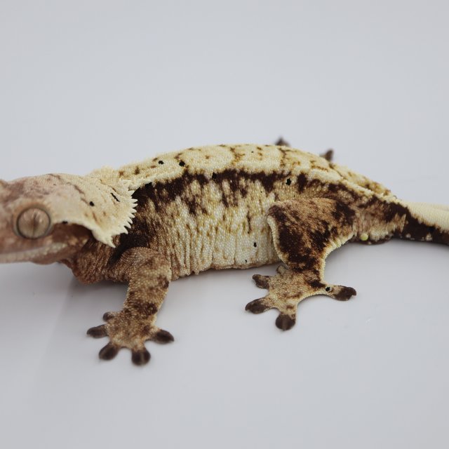 트라이