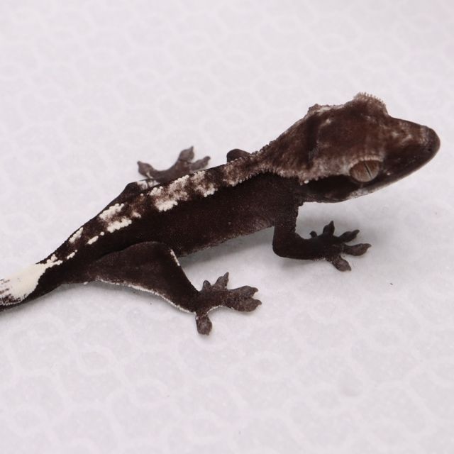 아잔틱