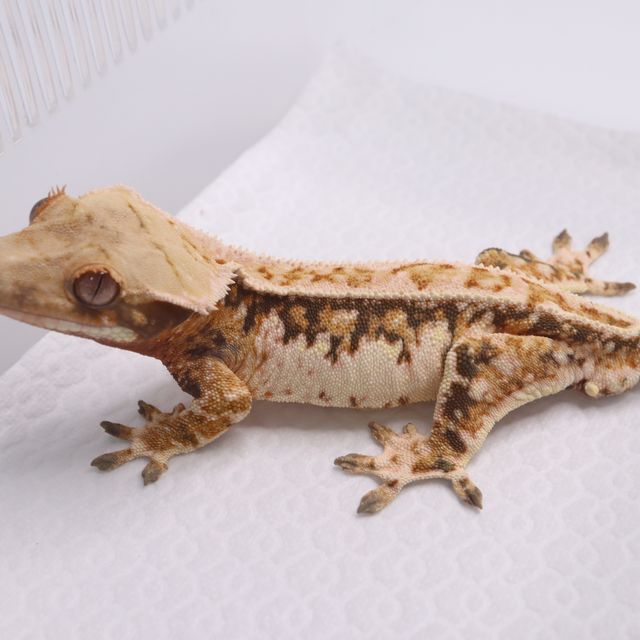 트라이