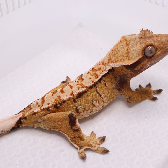 트라이