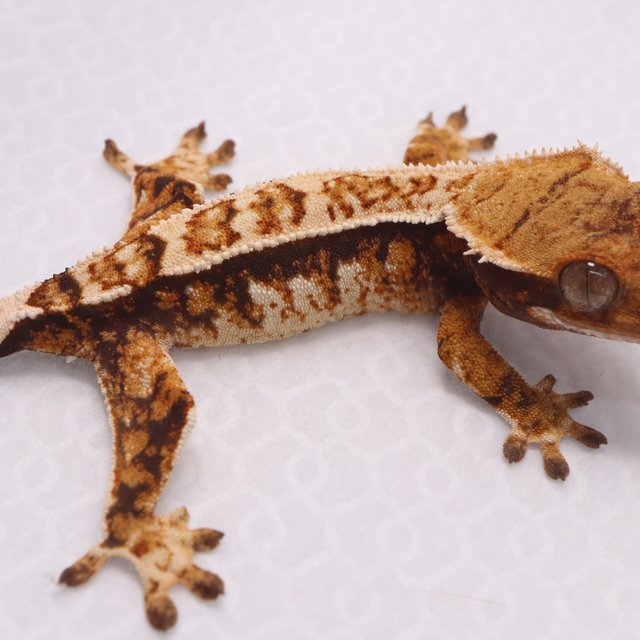 트라이 텐저린 핀스트라이프 익스트림할리퀸