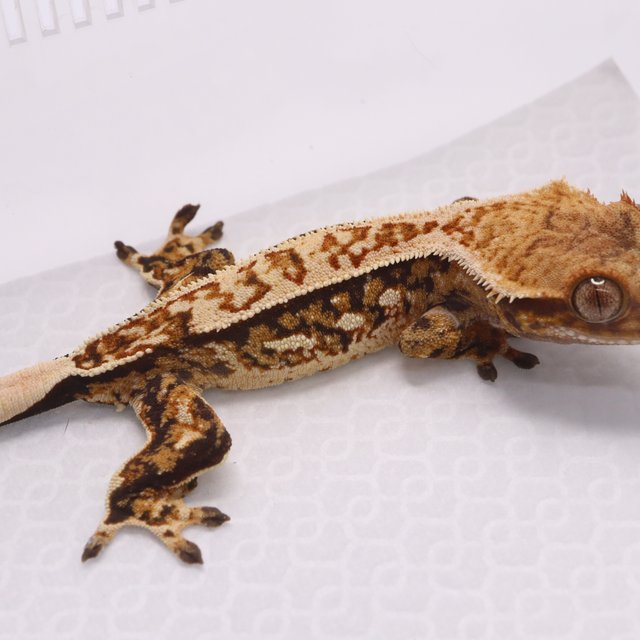 트라이 핀스트라이프 쿼드