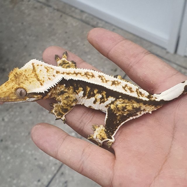 트라이