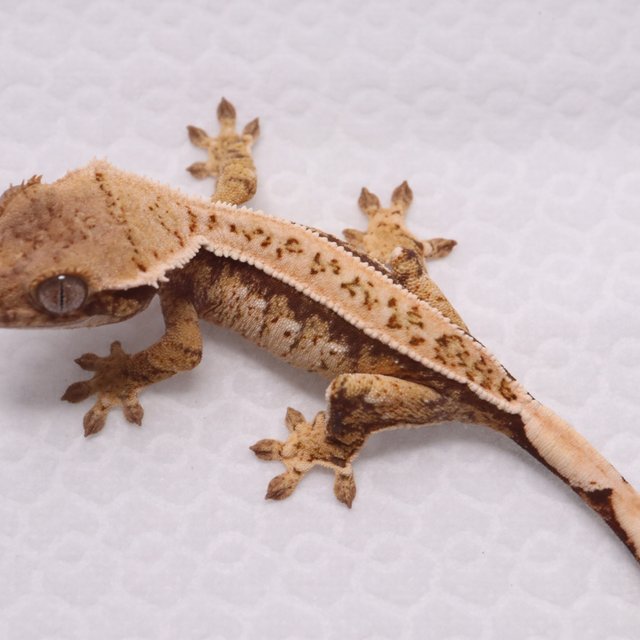 풀핀 핀스트라이프 익스트림할리퀸 트라이