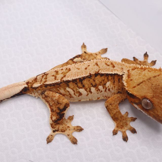 트라이
