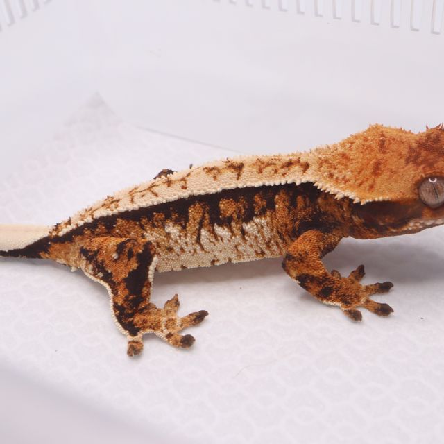 트라이