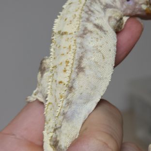 트라이