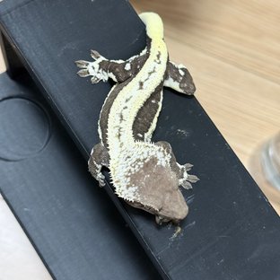 릴잔틱 아잔틱 쿼드 풀핀