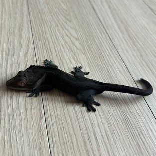 챠콜