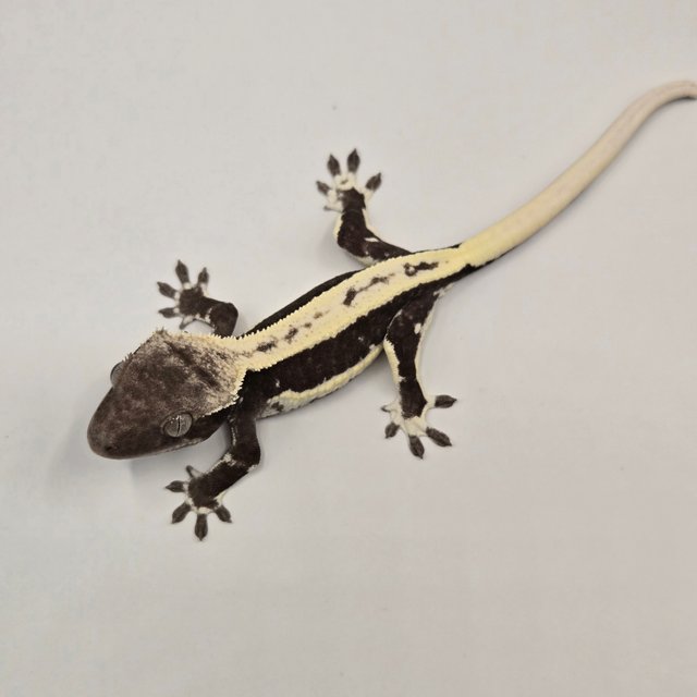 릴잔틱 아잔틱 릴리화이트 쿼드 풀핀