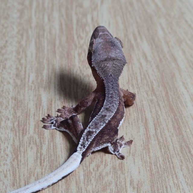 팬텀 레드 릴리100%헷아잔틱 쿼드