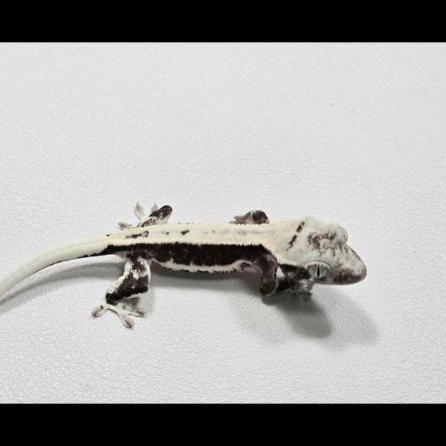 릴잔틱 아잔틱 릴리화이트 쿼드 풀핀