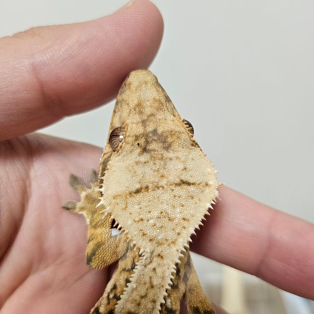 트라이