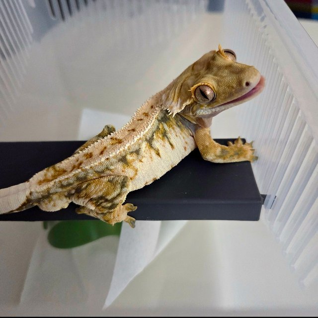 드리피 트라이 노멀