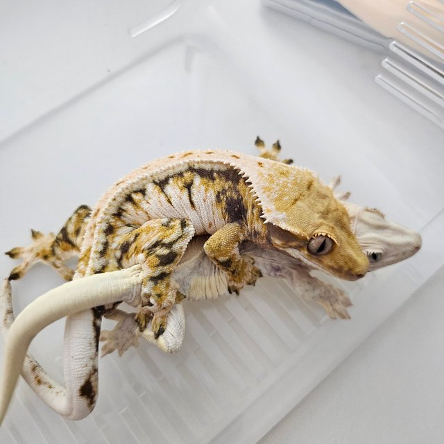 드리피 트라이 노멀