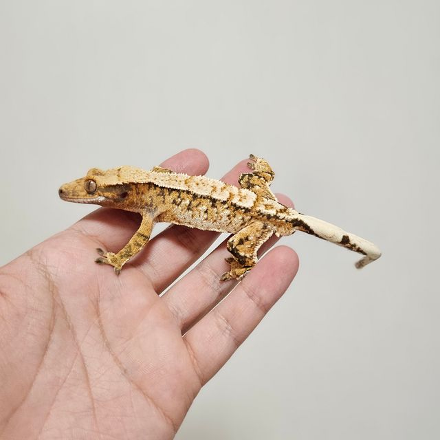 트라이