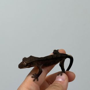 챠콜 알티 노멀 다크