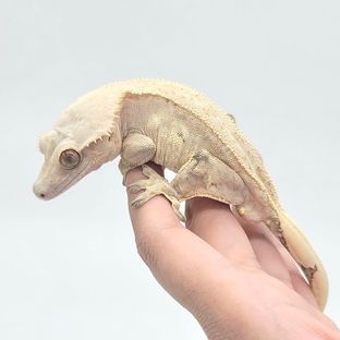 크림