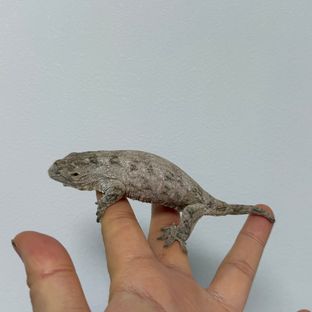 누아나 리핀리치스 카나와