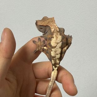 세이블 트라이