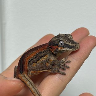 스트라이프 레드