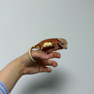 레드 릴리화이트