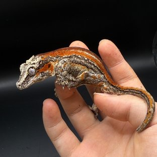 스트라이프 레드 옐로우 오렌지