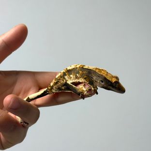 트라이