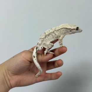 젠젝스 드리피 화이트