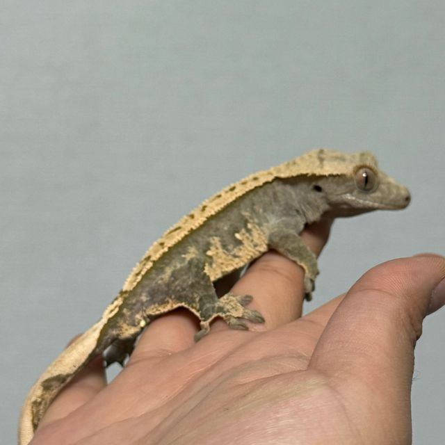 100%헷아잔틱