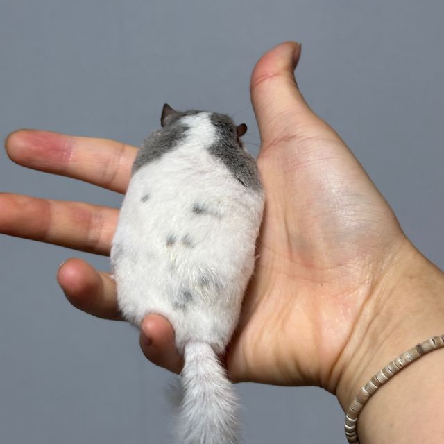 달마시안