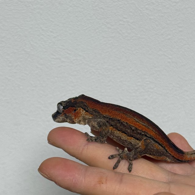 스트라이프 레드