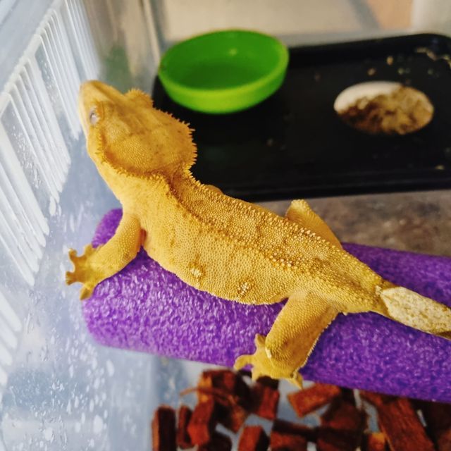 옐로우 화이트포트홀