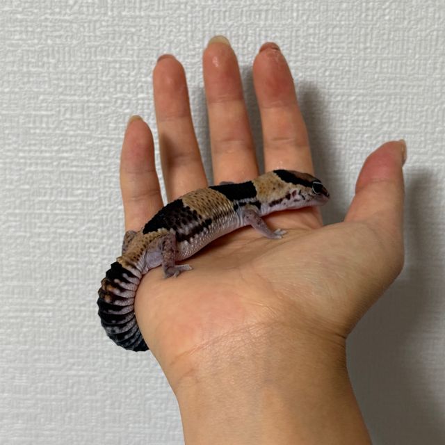 헷 카라멜