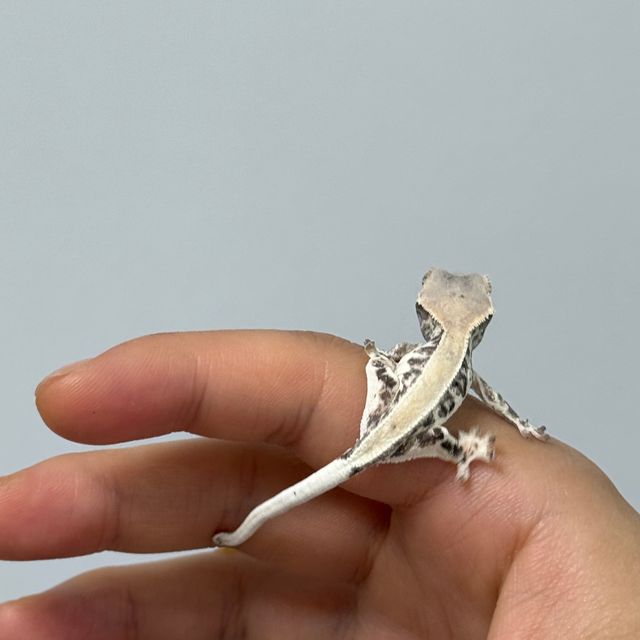 릴리화이트
