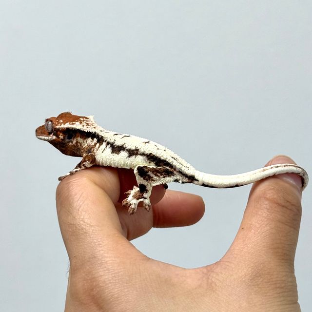 릴리 세이블 화이트