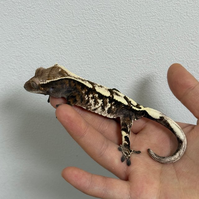 세이블 노멀 화이트